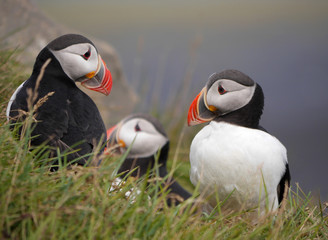 Papageitaucher in Island