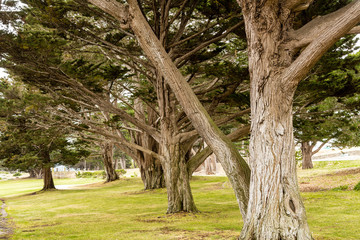 Massive Oceanside Oaks