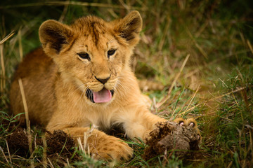 Fototapeta na wymiar Wild lion cub resting