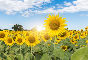beautiful blooming sunflower field