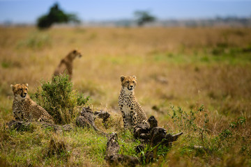 Obraz na płótnie Canvas Wild cheetah family survey the savanna