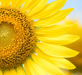 Naklejka premium close up of sunflower flower
