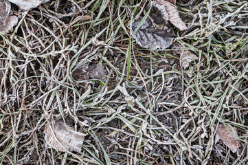 Hoarfrost on leaves and grass in early winter.
