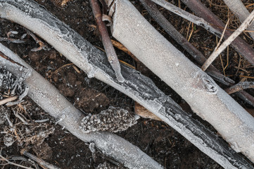 Close-up of dry leaves and grass with hoarfrost.