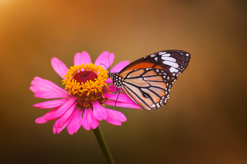 Natural Butterflies and Flowers