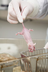 laboratory mouse in hands