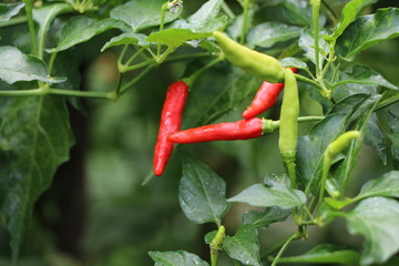 Red chilies freshness on tree, spicy