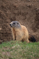 Marmot near its hole

