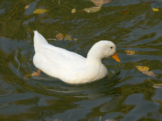 white duck on the lake in autumn