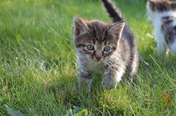 
little kittens on the green lawn
gray fluffy kittens