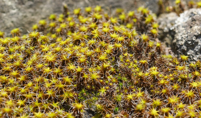 intregii SELSKOE Kurti (lat. Syntrichia ruralis) on the rocks