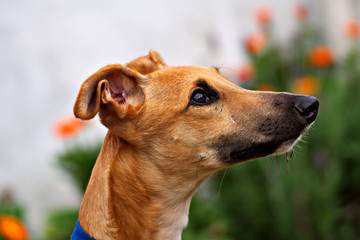 Brown greyhound outdoor