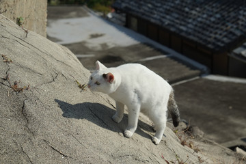 
島の猫　香川県　男木島
