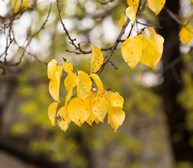 yellow leaves on the autumn nature