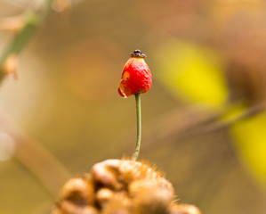 rosehips in nature in autumn
