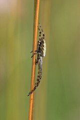 Junge Wespenspinne (Argiope bruennichi) an Grashalm

