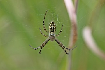 Junge Wespenspinne (Argiope bruennichi)