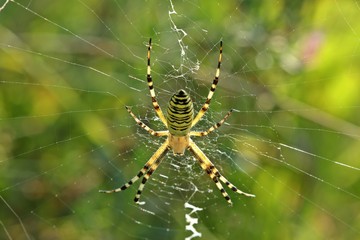 Junge Wespenspinne (Argiope bruennichi)