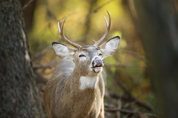 A small Whitetail deer buck curls his lips and sniffs the air around him early one morning in the...