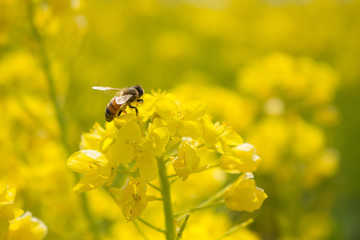 菜の花