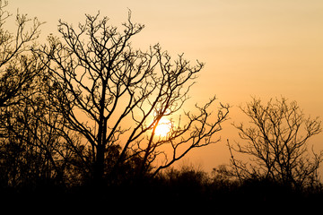 Obraz premium Trees in winter at sunset