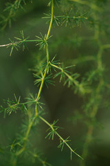 Wild asparagus plant