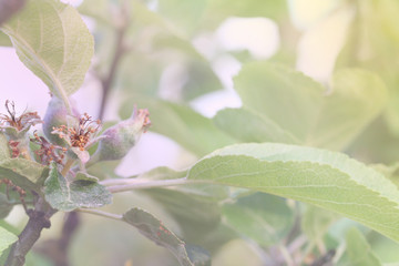 Apple flowers, toned with photo filter