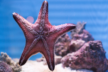 Star Fish in the clear water and blurred background