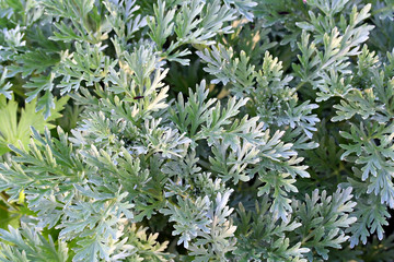 Artemisia absinthium - 129086040