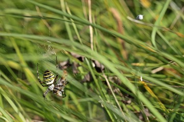 Wespenspinne (Argiope bruennichi) mit Beute
