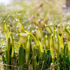 Unopened buds of the first early spring flowers. Snowdrop flowers in a park on a sunny spring day