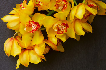 Obraz na płótnie Canvas yellow fresh orchid flowers stem on black background