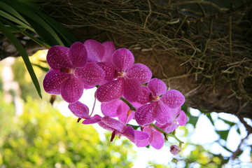 Purple orchids
