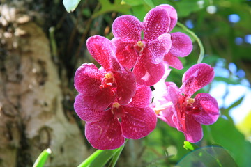 Purple orchids