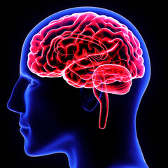 3d illustration human body brain