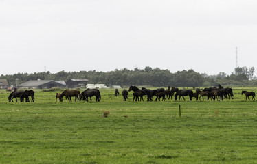 group of horses on farm in Holland