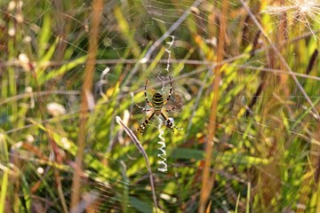 Trächtige Wespenspinne (Argiope bruennichi)
