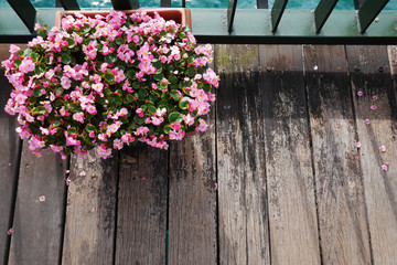 Fototapeta na wymiar Pink flowers in flowerpot on wood floor