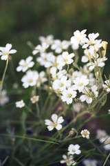 Cerastium tomentosum (Snow-in-Summer)