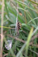 Seitenansicht einer Wespenspinne (Argiope bruennichi)
