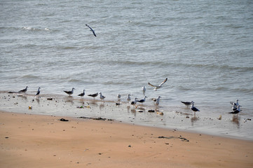 Flock of seagulls on a beach