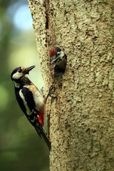 Buntspecht füttert Junges