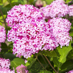 Obraz premium Pink hydrangea tree varieties 