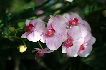 Naklejka na ściany i meble Purple orchids