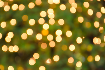 Obraz premium Booked Light golden blurry background with a green tree . Bulbs on Bush.