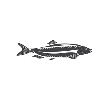 Herring fish vector design isolated on a white background