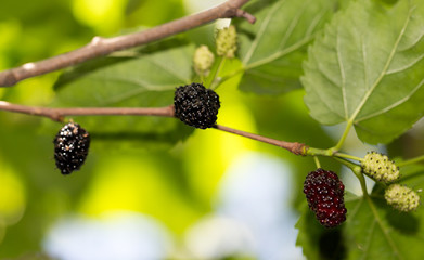 mulberry berries on the tree