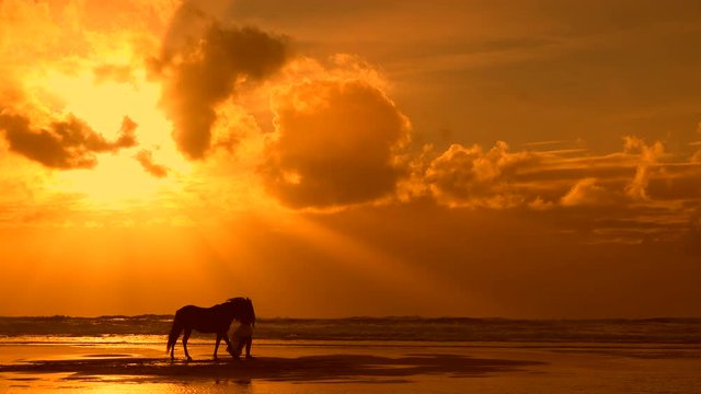 Rider raising his horse on the ocean beach