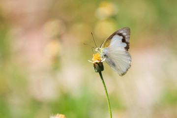Monarch Butterfly perched on a flower