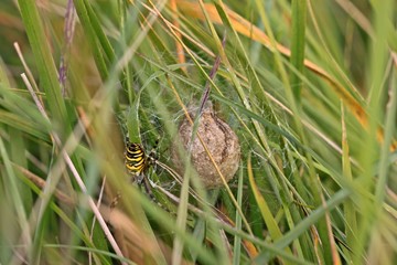 Obraz premium Wespenspinne (Argiope bruennichi) mit Kokon 